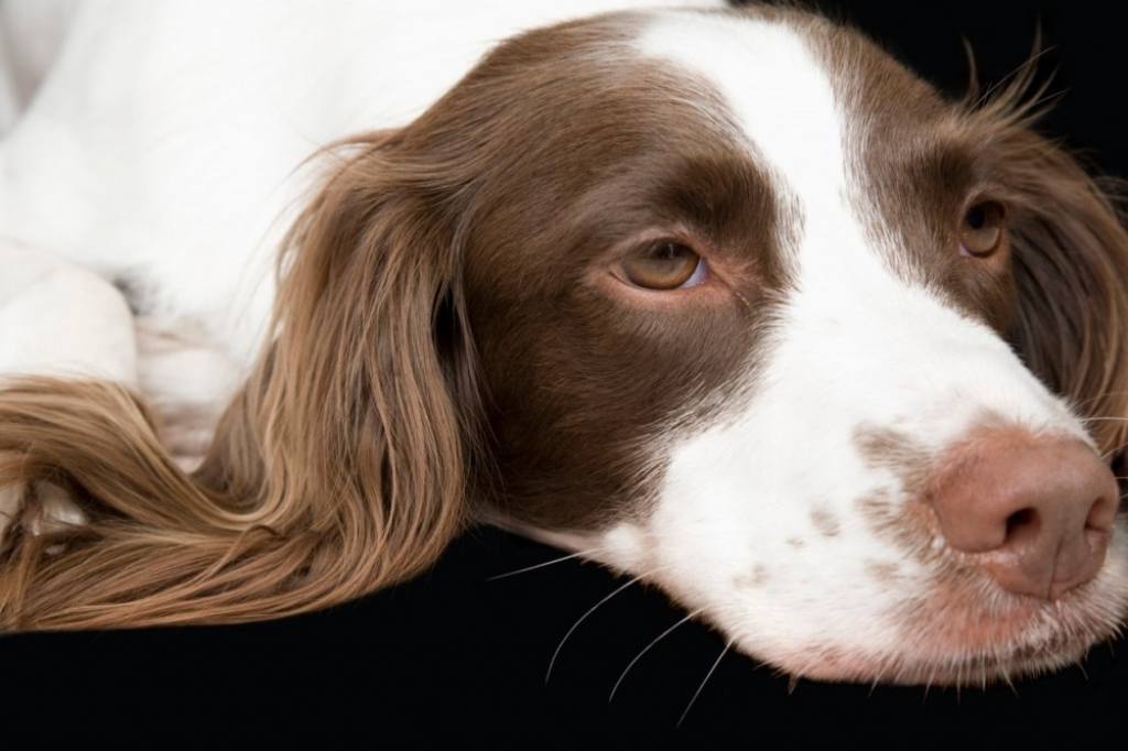 Pas Špringer španijel