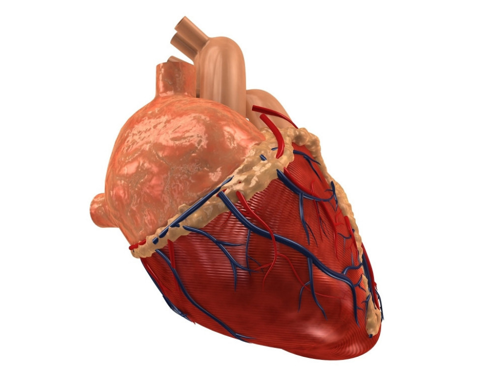 ljudsko srce