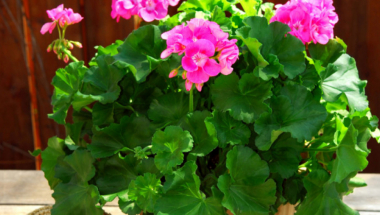 Cveće Muškatla Muškatle Bašta Baštenski alat