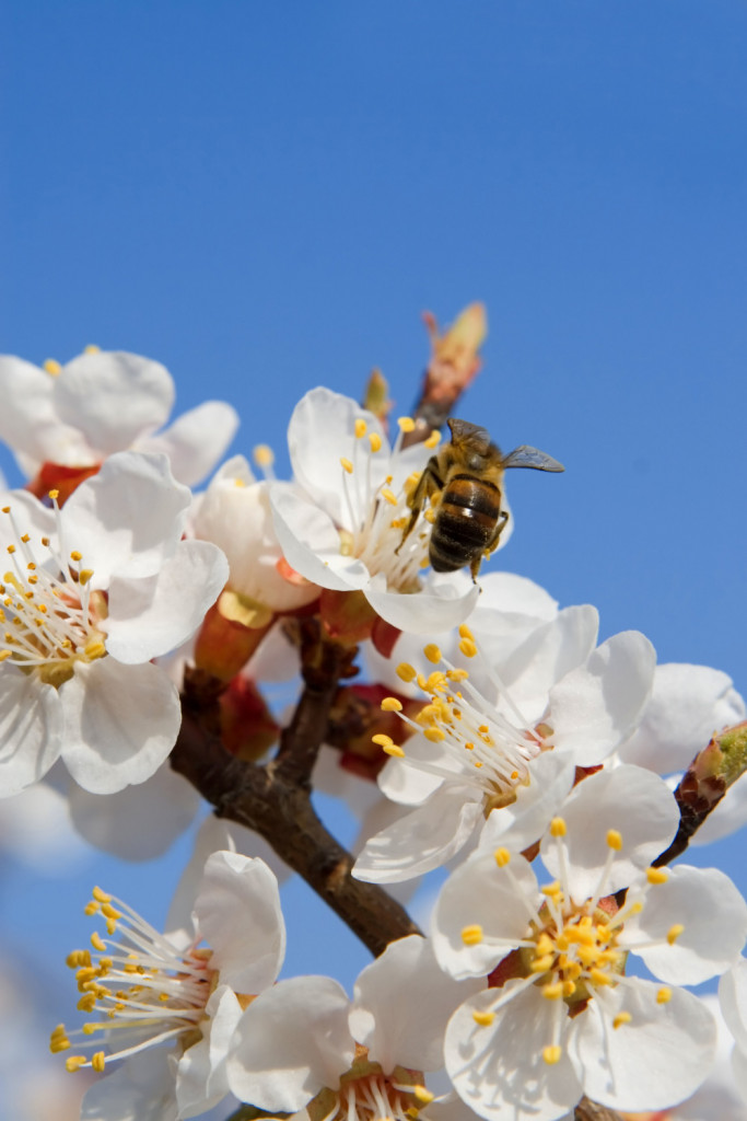 Pčela Cveće Oprašivanje