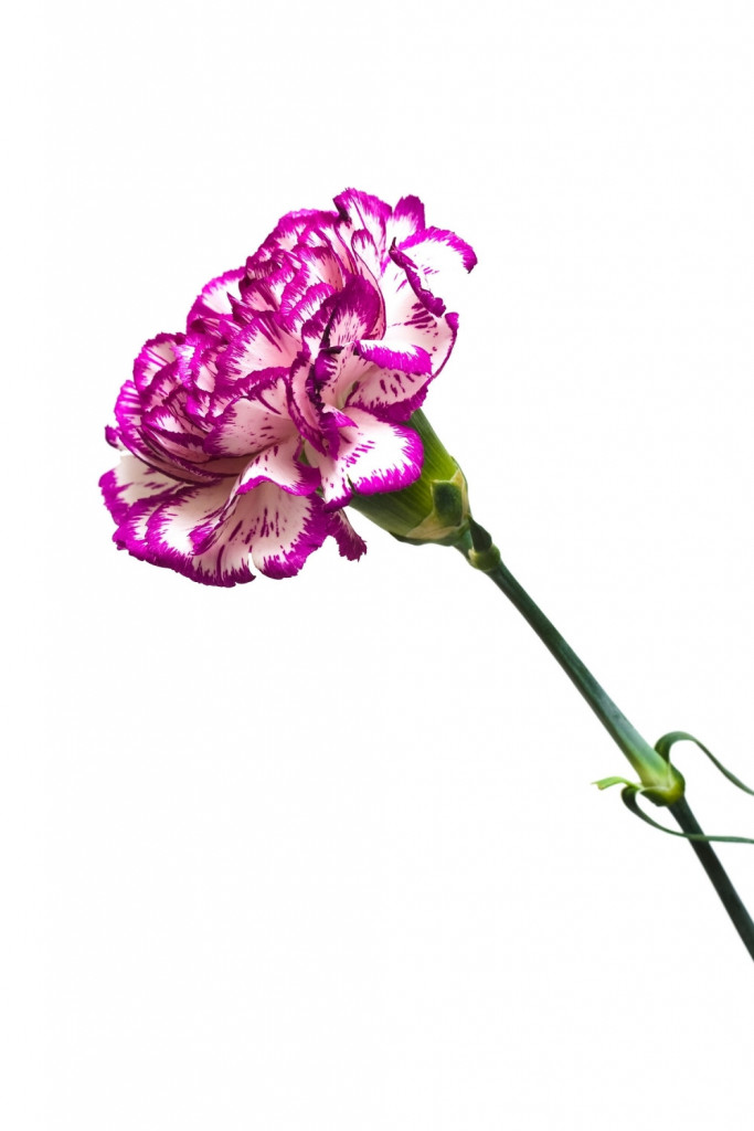 Karanfil Cvet Cveće