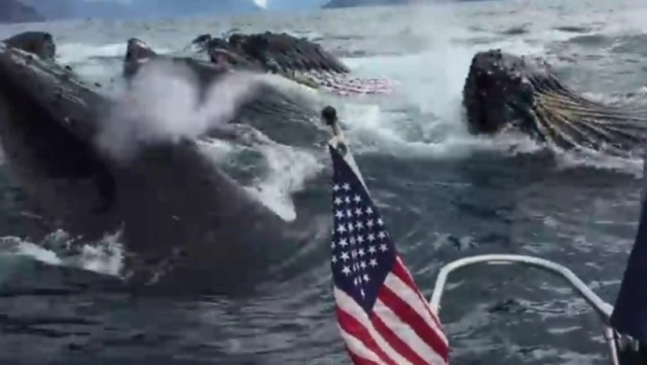 Aljaska, grbavi kitovi