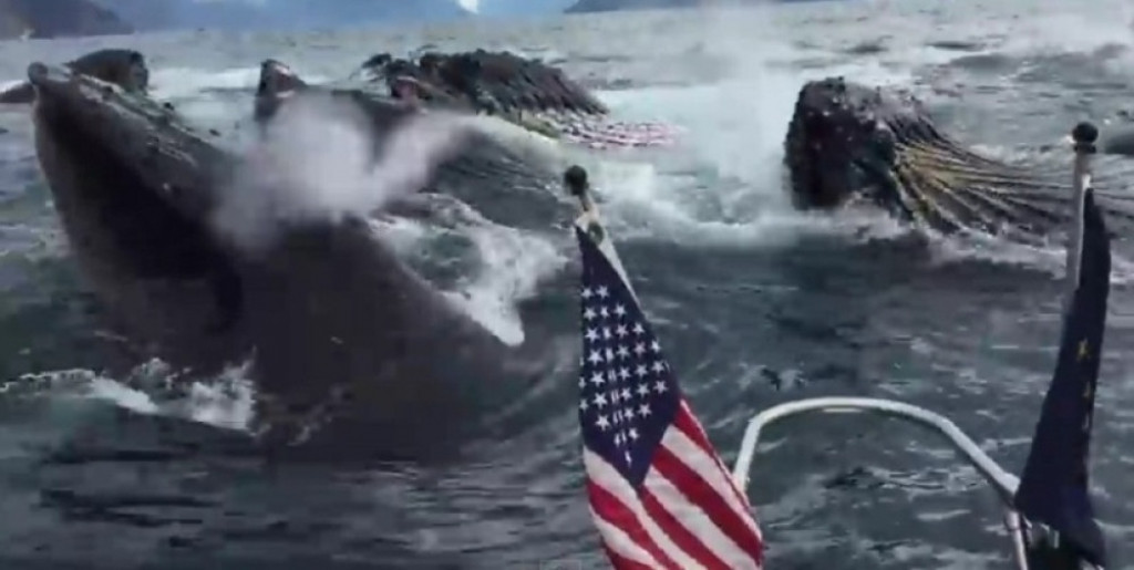 Aljaska, grbavi kitovi