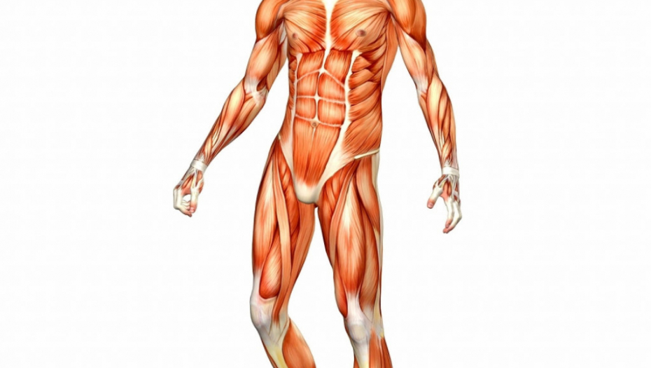 Ljudsko telo Mišići