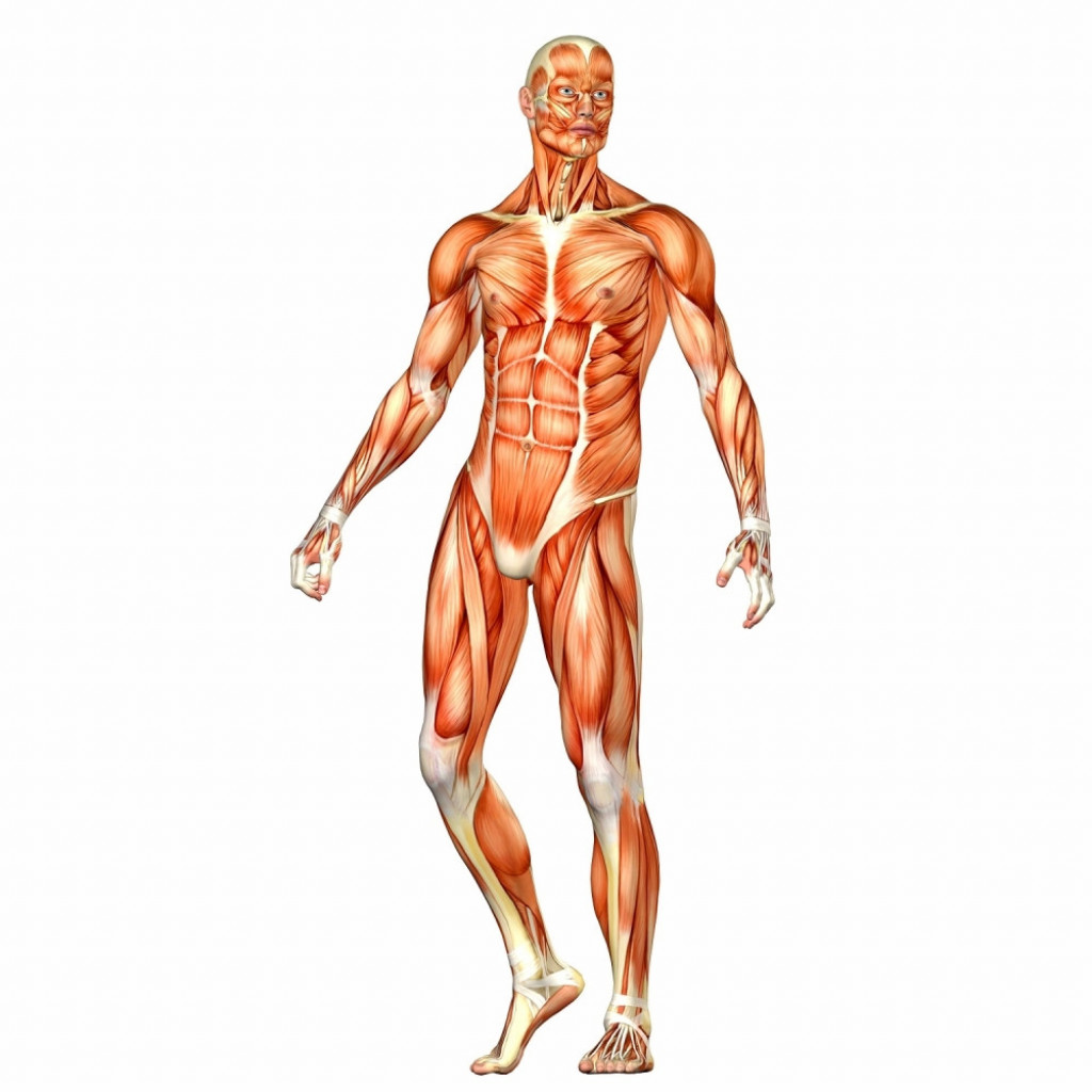 Ljudsko telo Mišići