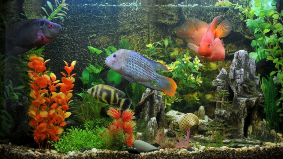 Akvarijum Ribice Tropske Ribe