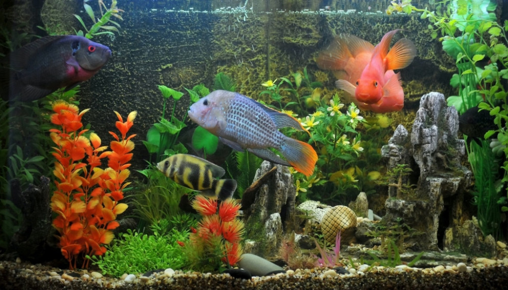 Akvarijum Ribice Tropske Ribe