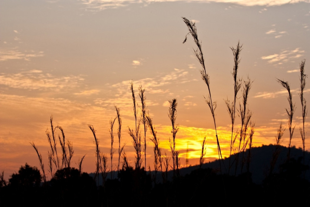 Livada Trava Zalazak Sunca Suton