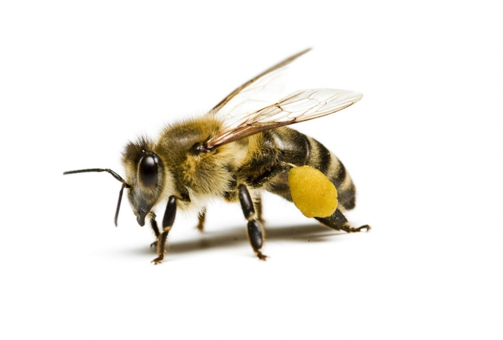Pčela Insekt