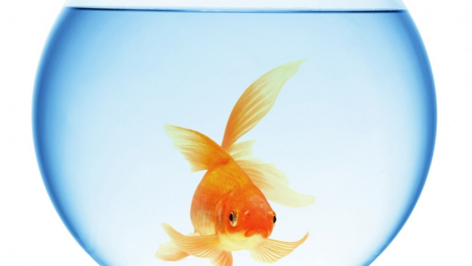 Akvarijum Zlatna ribica