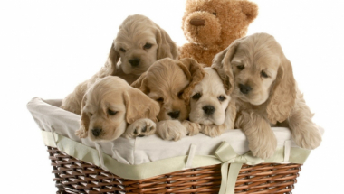 Kučići Štenad Štenci Psi Psići Pas Kućni ljubimac ljubimci