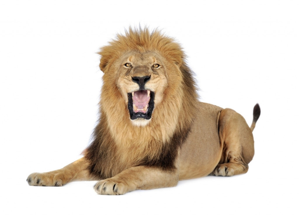 Lav Kralj životinja
