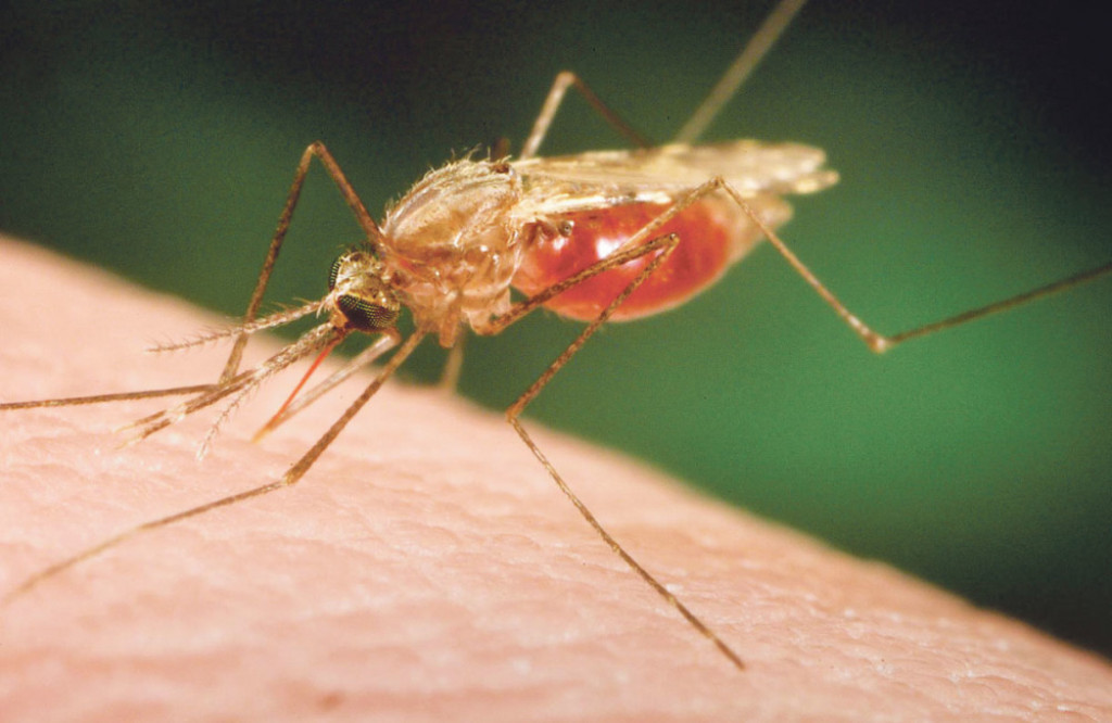 Malarični komarac