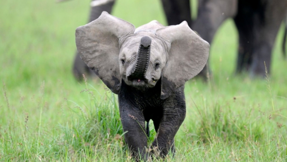 Slonče, beba slona