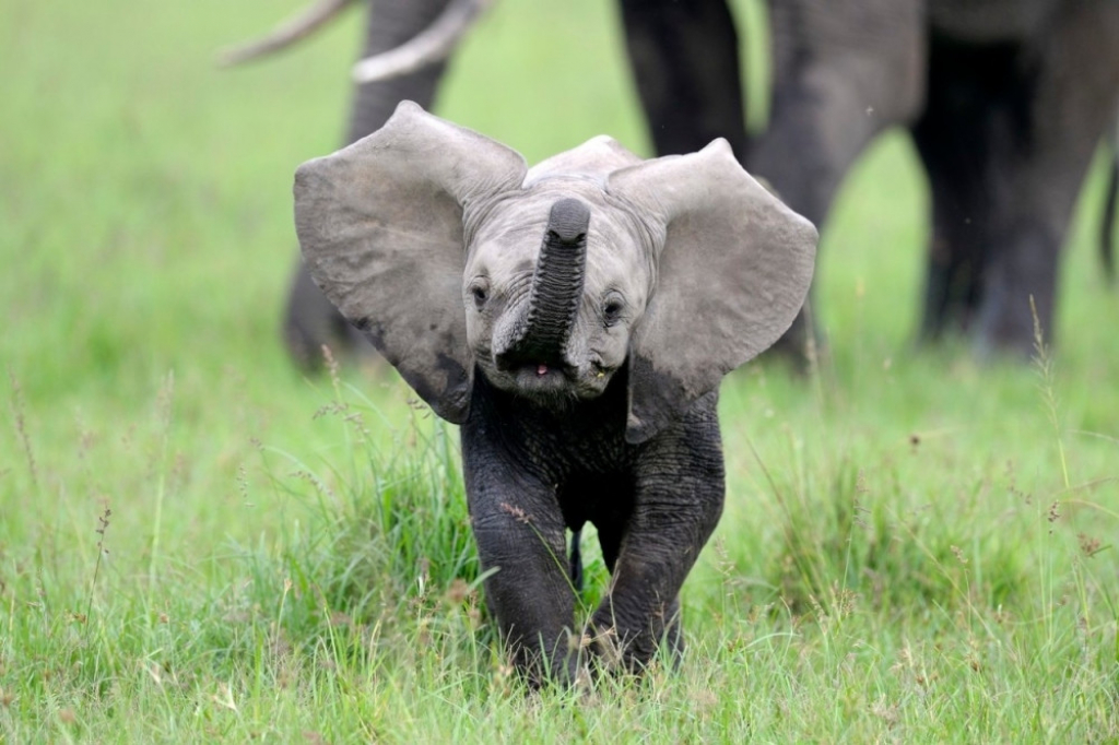 Slonče, beba slona