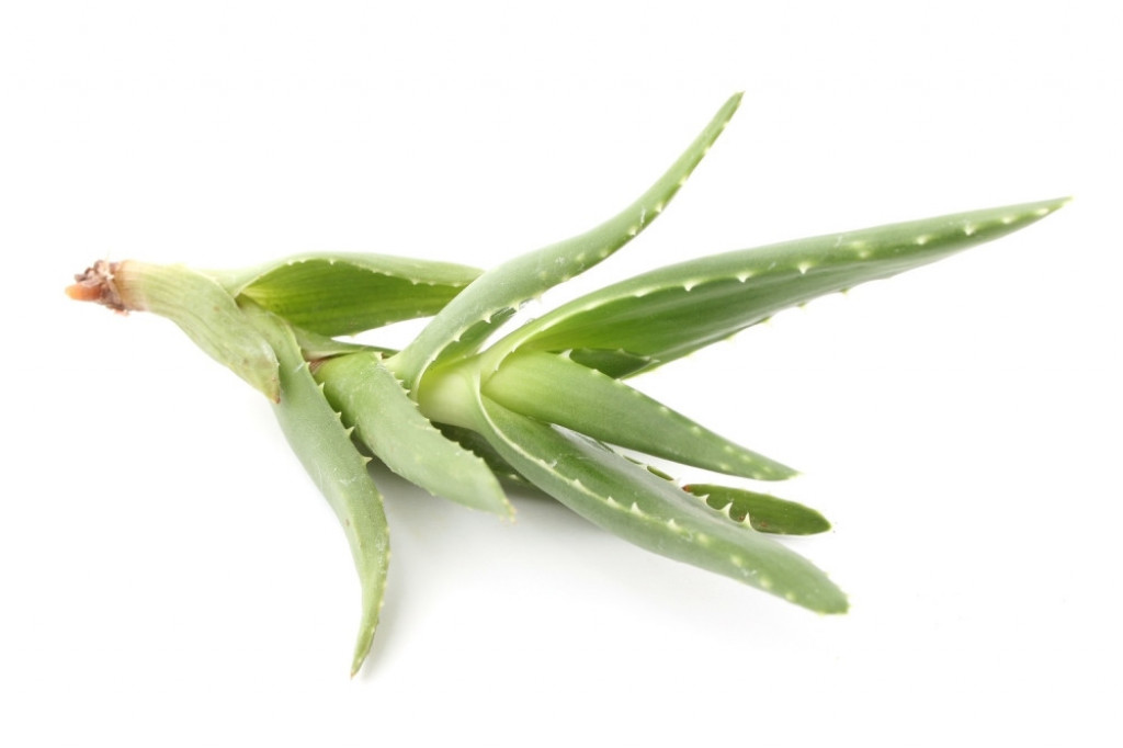 Aloe vera Lekovita biljka