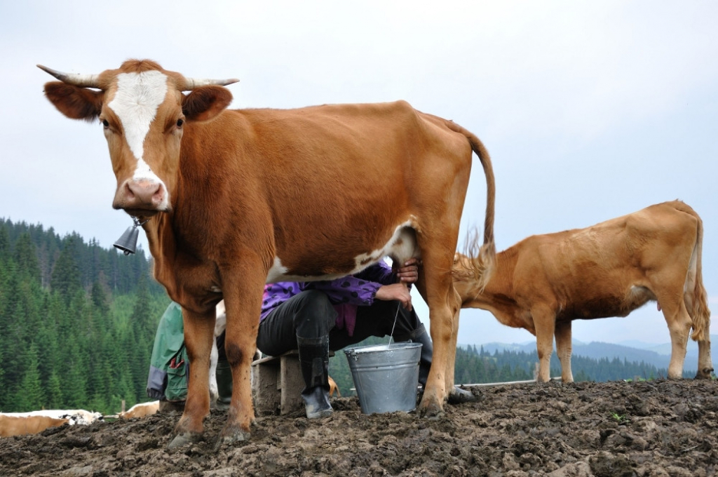 Krava muzara Muža Muženje Mleko