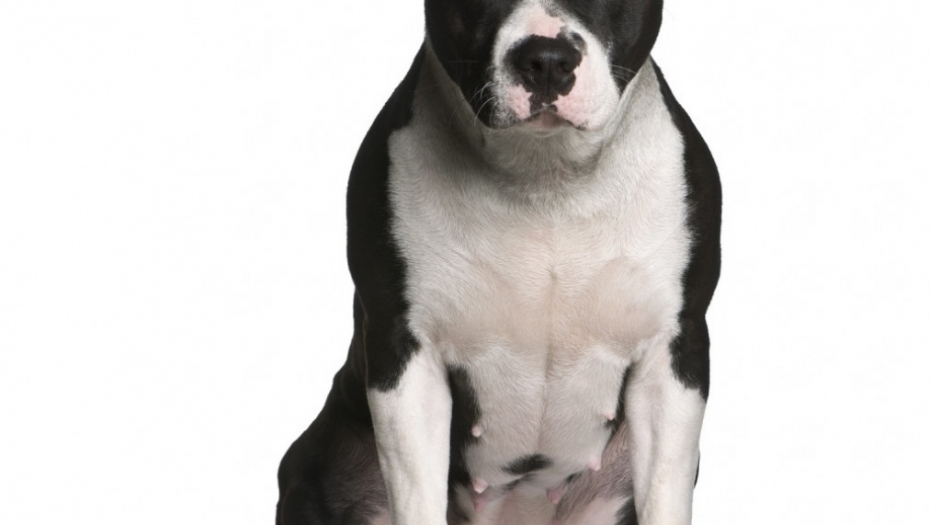 Pas Kuče Štene Staford terijer