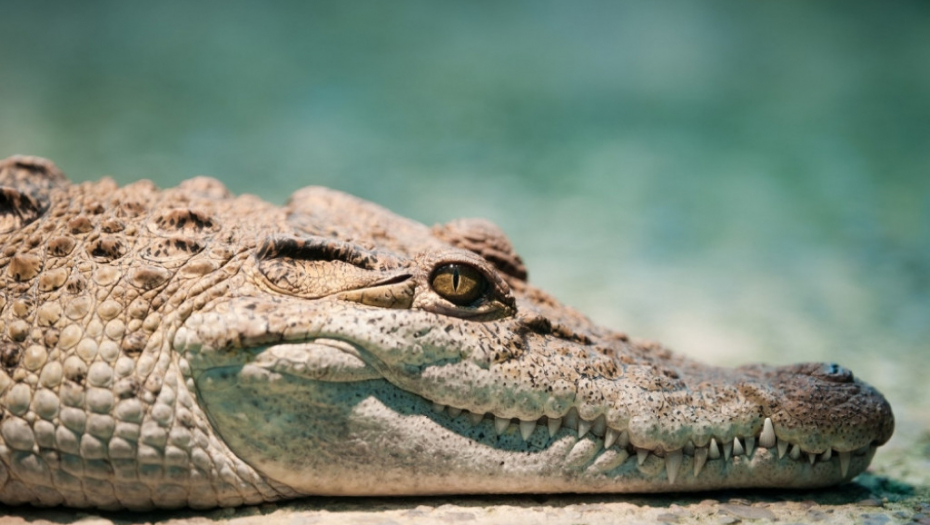 Filipinski krokodil