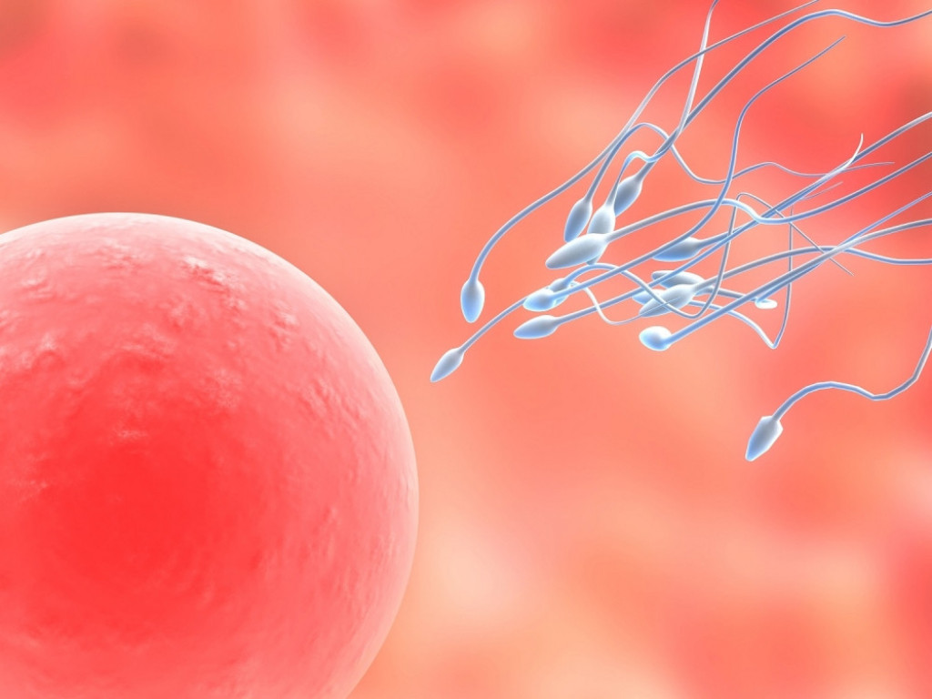 Oplodnja jajne ćelije Začeće Jajna ćelija Spermatozoidi