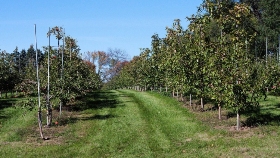 Voćnjak Stabla drveće jabuke Jabuka