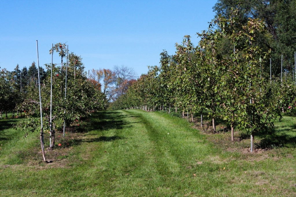 Voćnjak Stabla drveće jabuke Jabuka