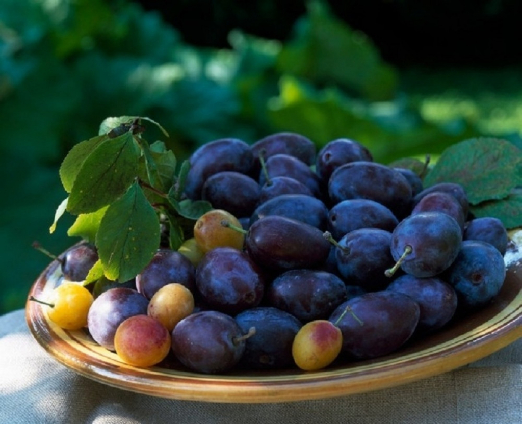 Šljive su veoma zdrave