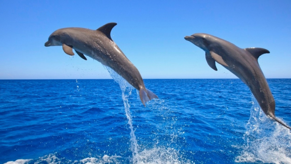 Delfini