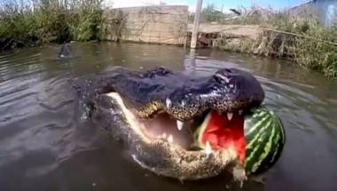 aligator