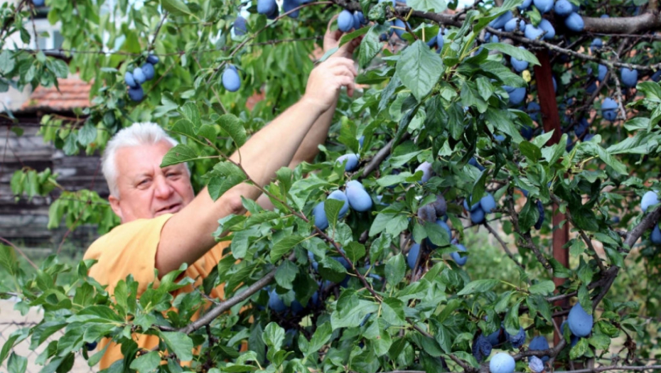 Berba šljiva 24. avgust