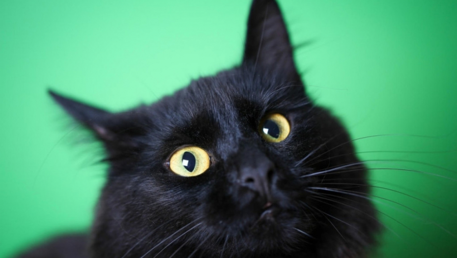 Crna mačka Crno mače