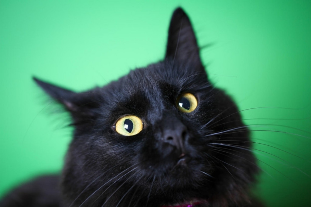 Crna mačka Crno mače