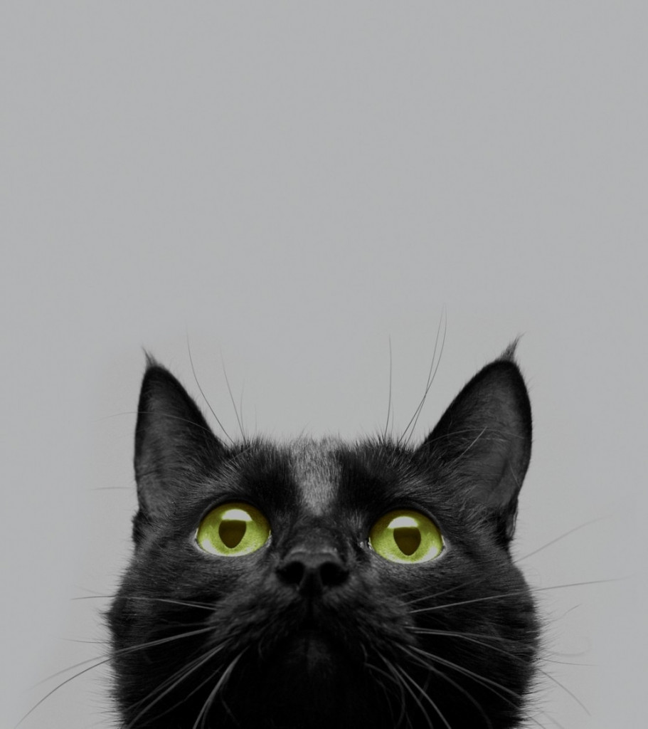 Crna mačka Crno mače