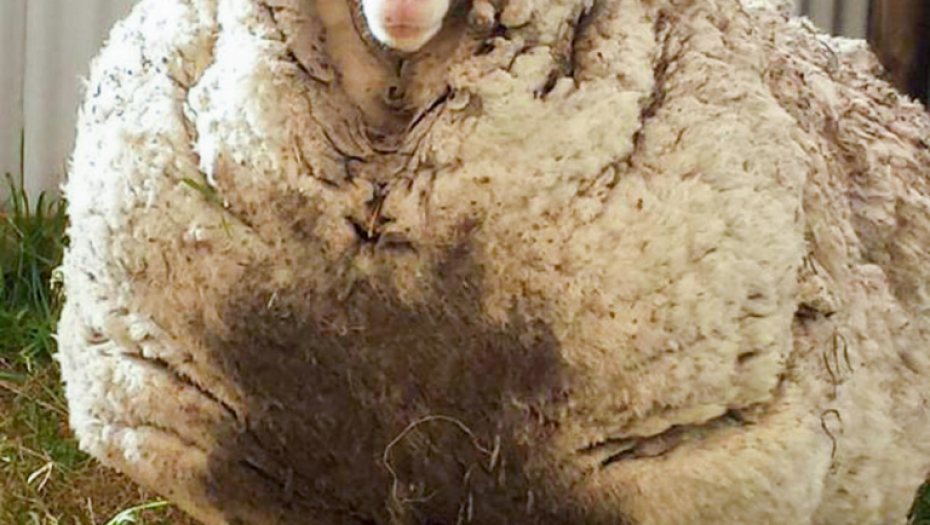 Ovca Ovac Kris Rekorder po količini ošišane vune