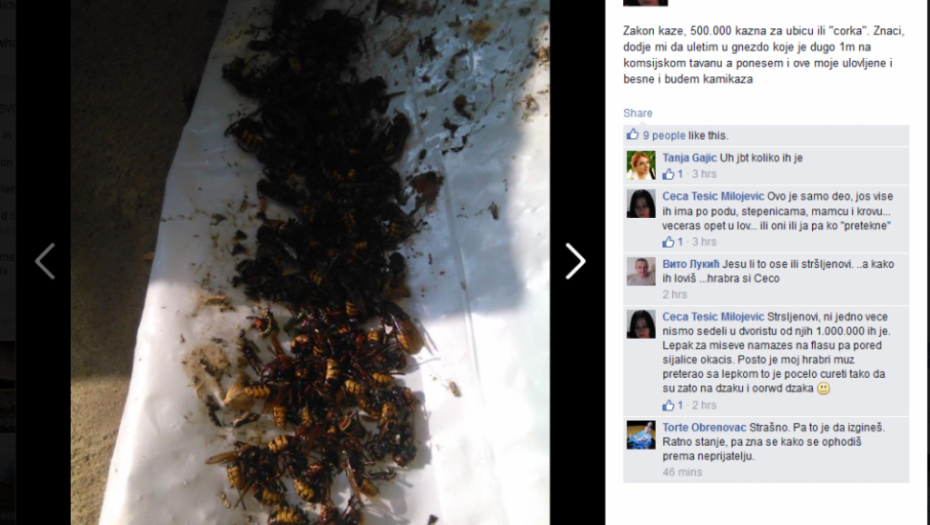 Gomila mrtvih stršljenova