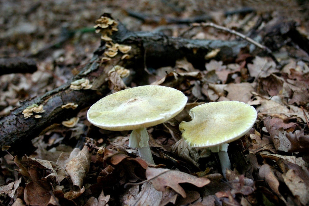 Pupavka, zelena, otrovna,gljiva,pečurka