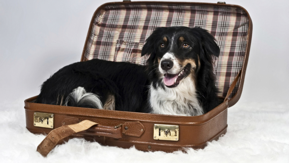 Pas u koferu Australijski ovčar