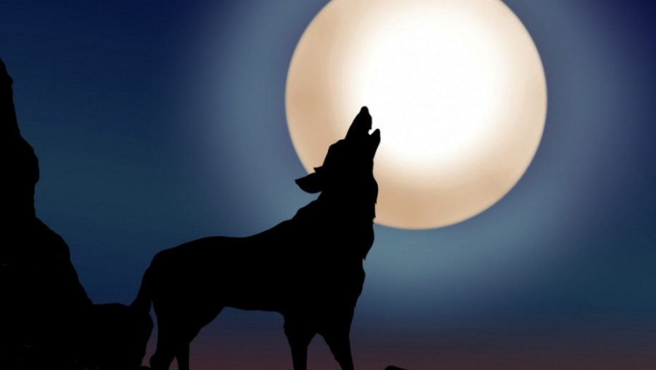 Vuk, zavijanje na mesec