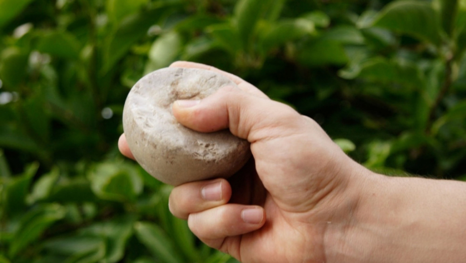 Kamenovanje kamenica kamen