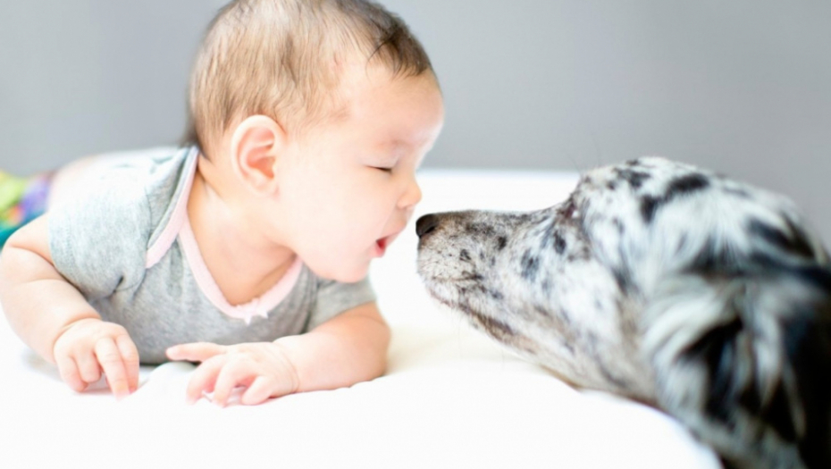 beba kućni ljubimac pas dete