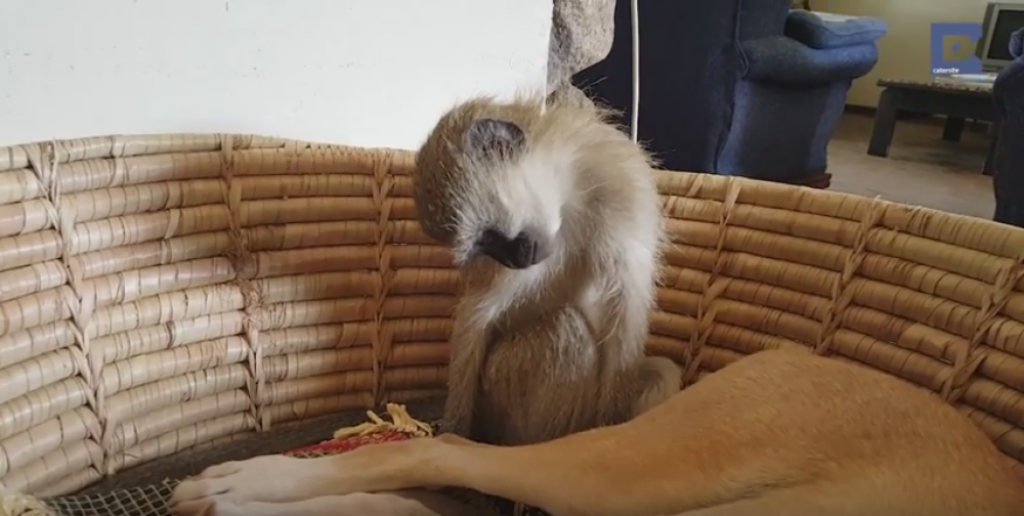 Majmunu se spava