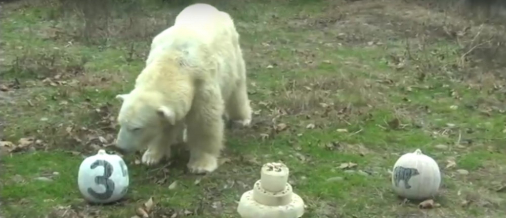 Beli medved Koldiloks proslavio 35. rođendan