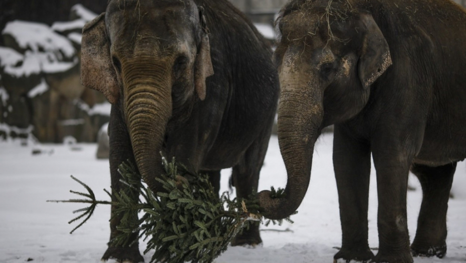 Slonovi se počastili božićnim jelkama u berlinskom zoo vrtu