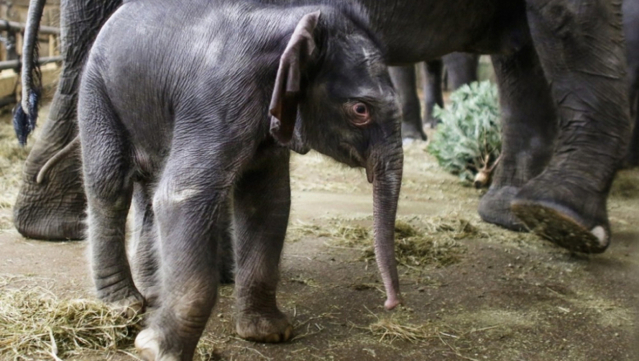Slonovi se počastili božićnim jelkama u berlinskom zoo vrtu