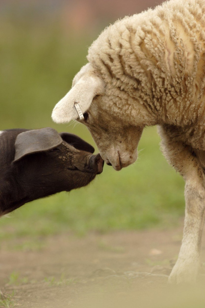 Bliski susret: Svinja i ovca