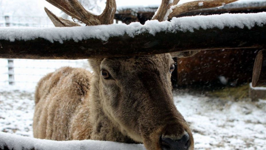 Jelen u Zoo vrtu u Jagodini