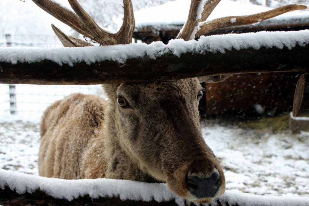 Jelen u Zoo vrtu u Jagodini