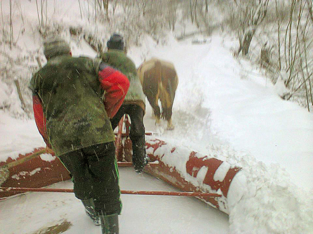 Uz pomoć volova čiste sneg