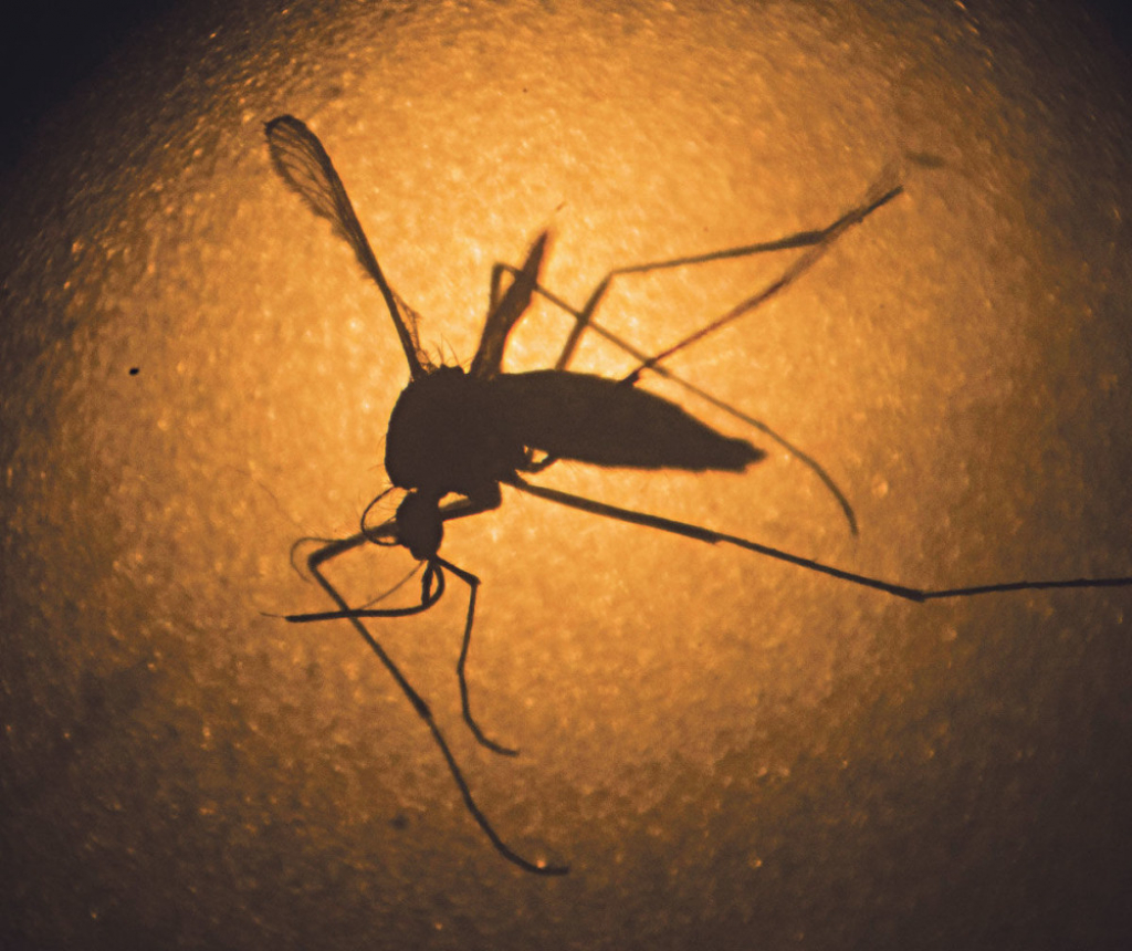 Komarci šire opaku bolest
