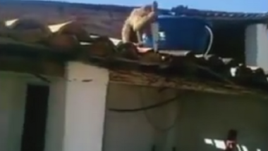 Majmun se napio ruma i pravio gluposti